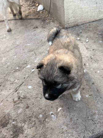 Продам щенка лайки 1 мес