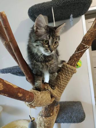 Котенок девочка 5 месяцев