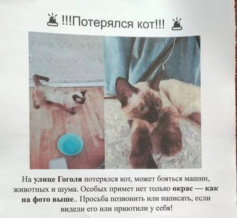 Кот сиамский