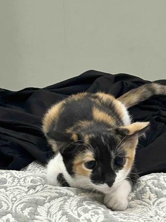 Отдам котенка в добрые руки