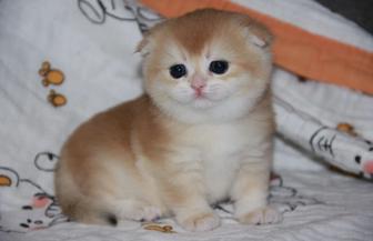 Продажа Роскошных котят в окрасе золото шиншиллы ny12