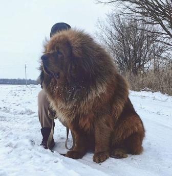 Тибетский мастиф львиный тип китайские корни