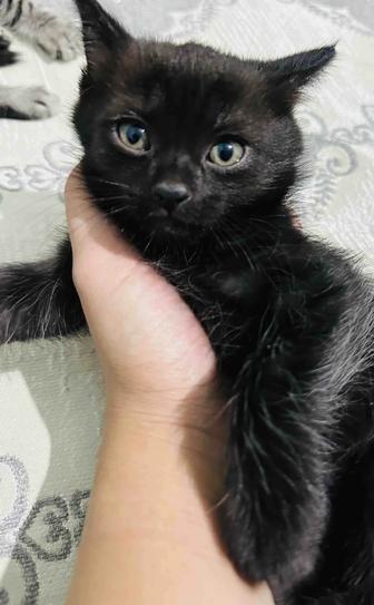 Котенок ищет дом