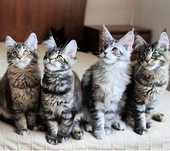 Котята Мейн кун