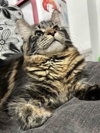 Котята Мейн кун