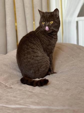 Шикарный кот в добрые руки