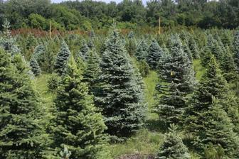 Ель европейская, сибирская , сизая , голубая