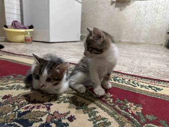 Отдам котят в хорошие руки