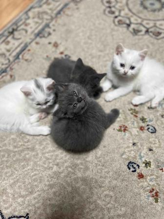 Котят британский шотландский