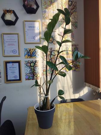 Продам комнатный цветок