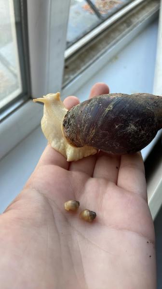 Улитки Ахатин (Lissachatina fulic)