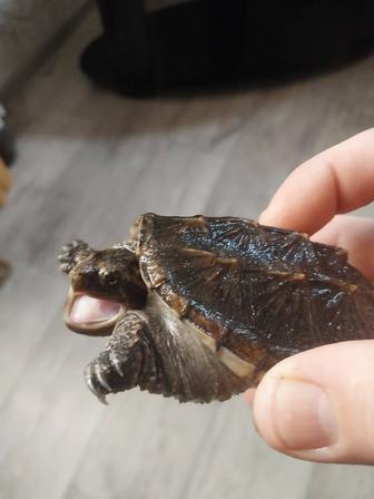 Грифовая черепаха