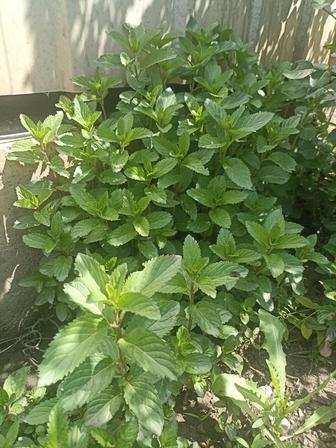 Продам мяту кустом из 10 корешков, недорого.