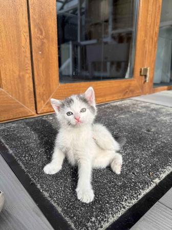 Котята ищут дом