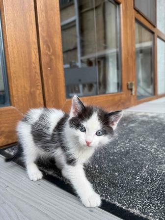 Котята ищут дом