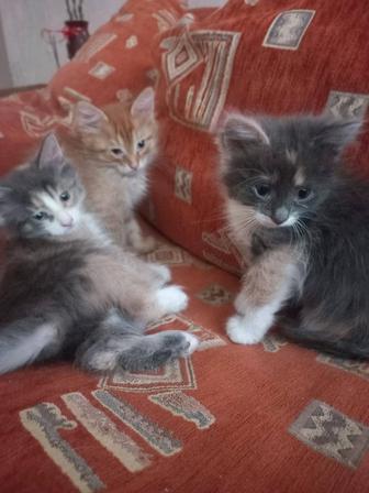 Отдам котят в добрые руки