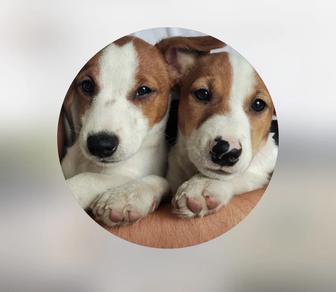 Отдам собак Джек Рассел