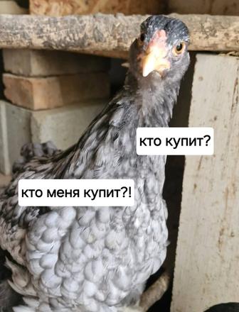 Продам кур/петуха