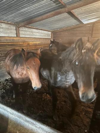 Продажа лошадей (согым)