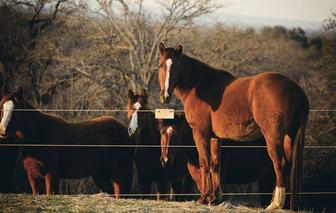 Продажа лошадей (согым)