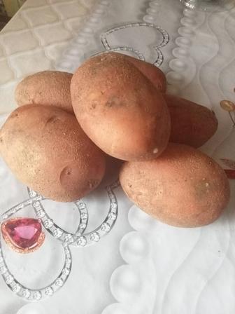 Продам семенной картофель