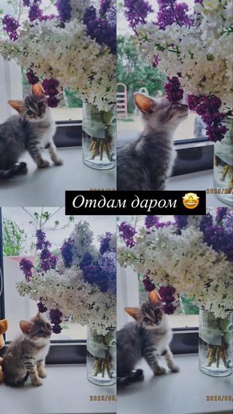 Отдам котят даром