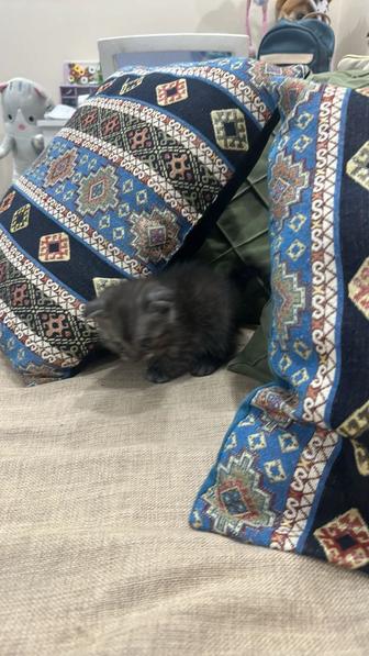 Продам котят