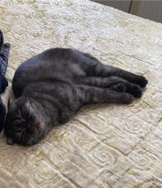 Отдам в хорошие руки кошку