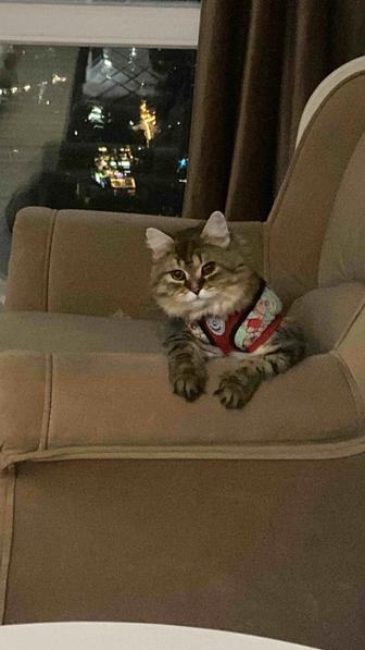 Вязка Котов