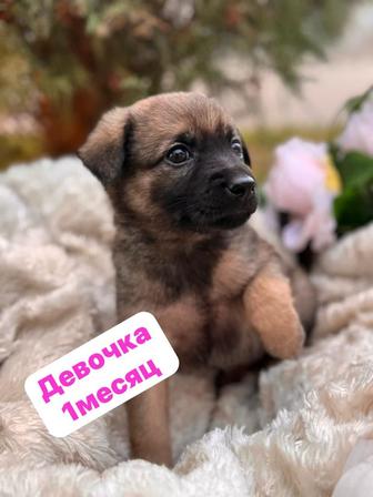 собачка щенок девочка