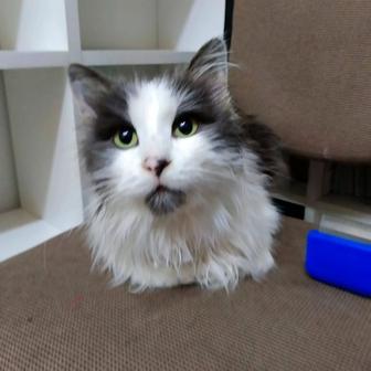 Котик ищет дом