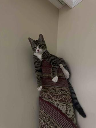 Отдам Котенка в хорошие руки