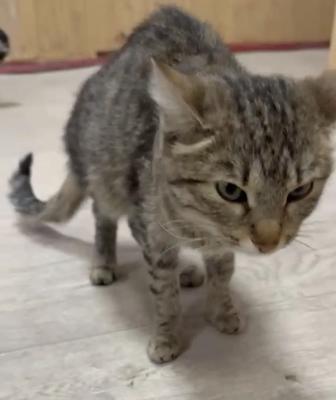 Отдам кошку в добрые руки