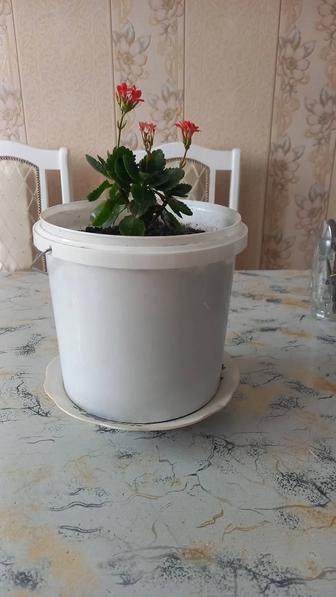 Продам комнатные цветы