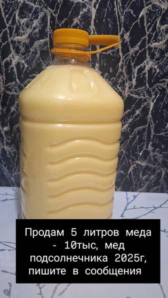 Продам мед подсолнечника 2025