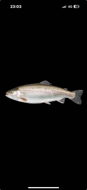 Радужная форель (живая)