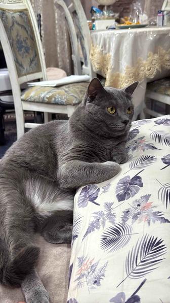 Отдам кота даром