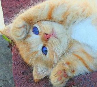 Котенок в добрые руки