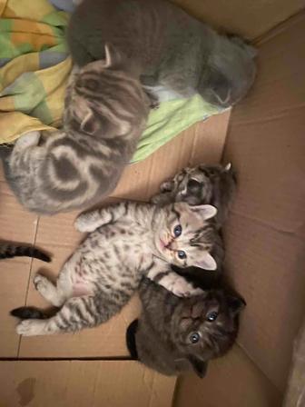 Котята британской породы