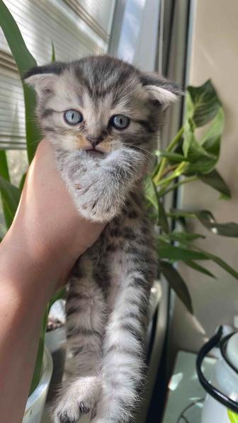 Котята британской породы