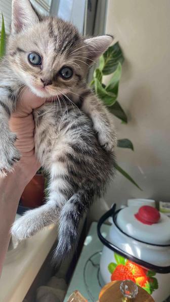 Котята британской породы