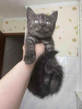 Котята британской породы