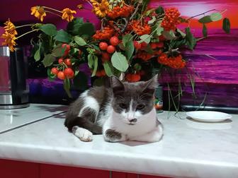 Анатолийская кошка 8 месяцев