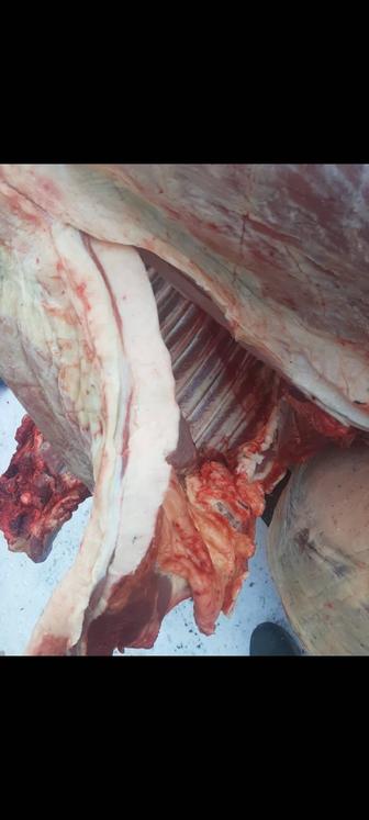 МЯСО ГОВЯДИНЫ КОНИНЫ