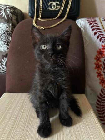 Отдам в хорошие руки бесплатно срочно. Маленький черный кот