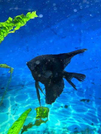 Скалярия большая