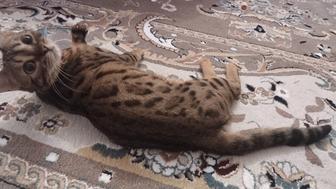 Отдам в хорошие руки кошку.