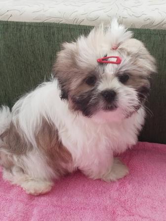 Продам щенков Ши-тцу!