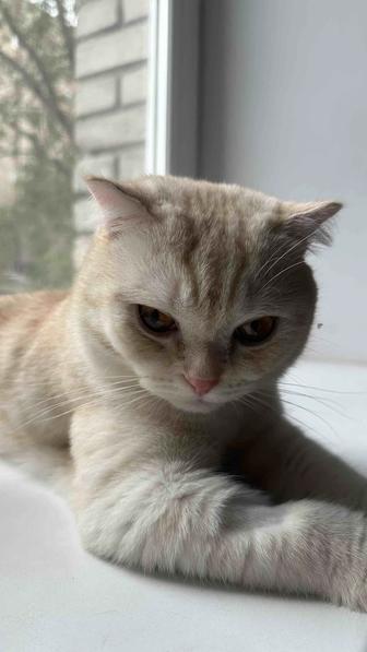 Самец Скоттиш Страйт ищет самку Скоттиш Фолд срочно!