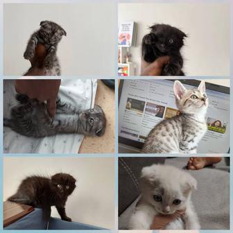 Котята шотландцы 2 мес